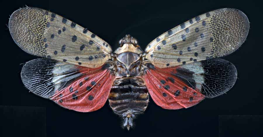 L_delicatula